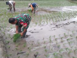 TINGKATKAN KETAHANAN PANGAN BABINSA BANTU PETANI TANAM PADI