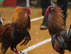 Judi Sabung Ayam Diduga Marak di Kecamatan Kajang.Polres Bulukumba Diminta Jangan Tutup Mata